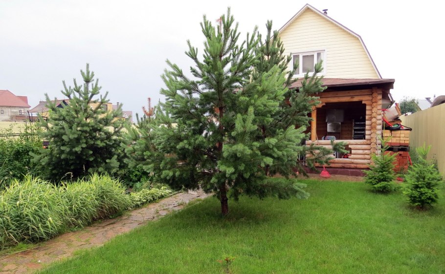 Сосны на участке