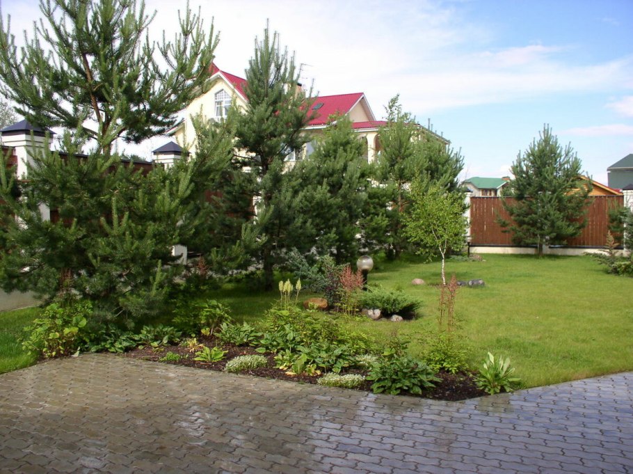 Можжевельник казацкий ниваки