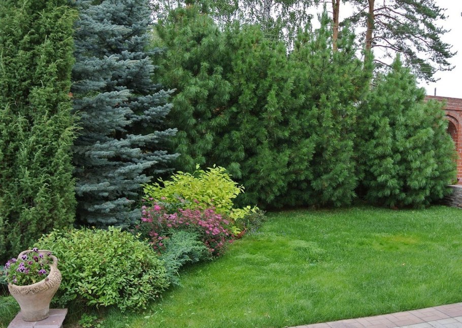 Сосны на даче