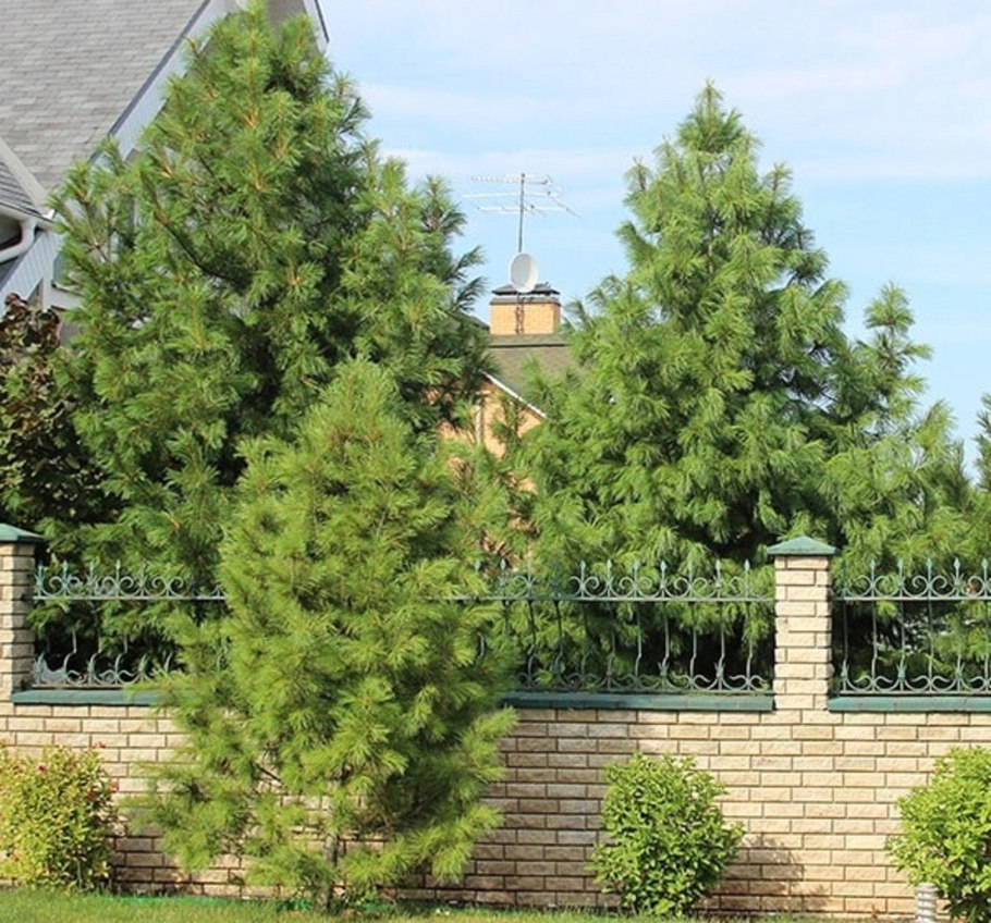 Ель Коника, можжевельник, спирея