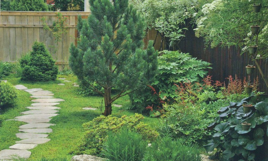 Сосны на участке