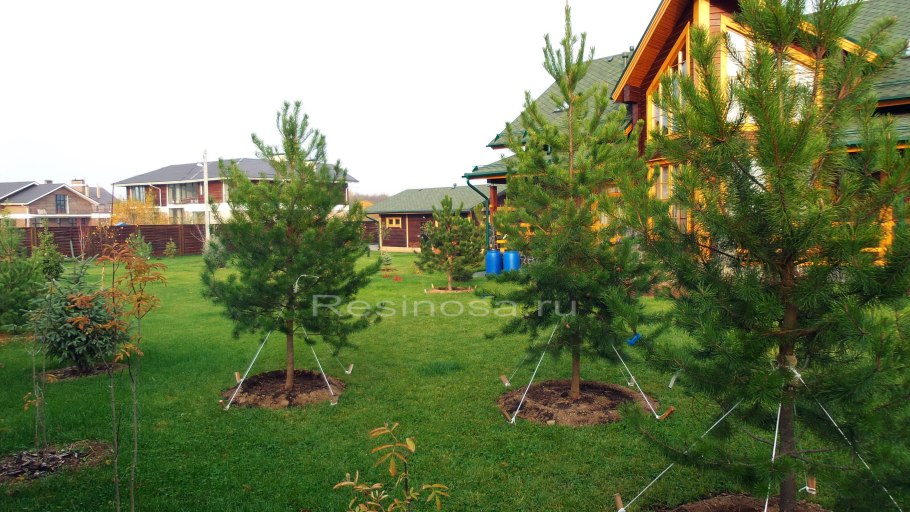 Ландшафт лесного соснового участка