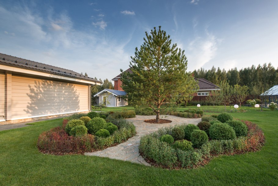 Береза Юнги с хвойниками