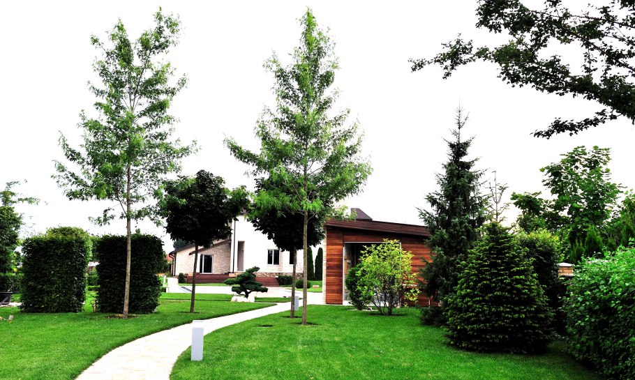 Сосна Горная Мугус ниваки