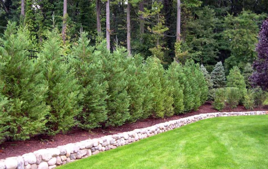 Хвойники в Лесном ландшафте