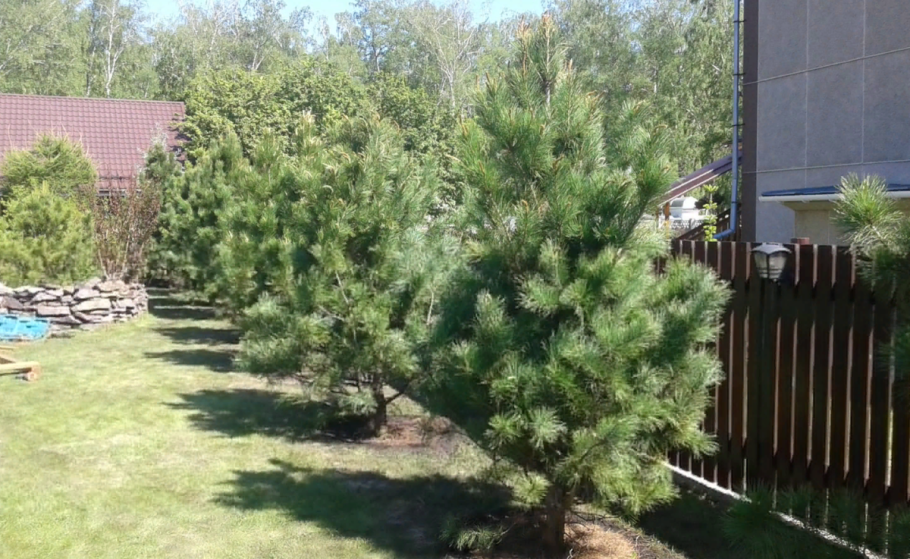 Сосна Горная Мугус ниваки