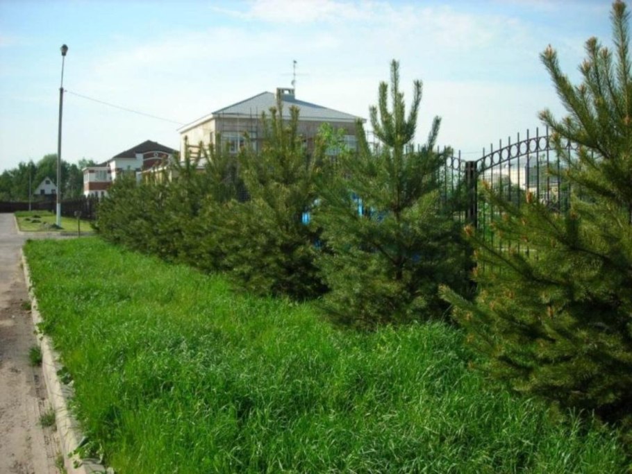 Ирга Ламарка с хвойными