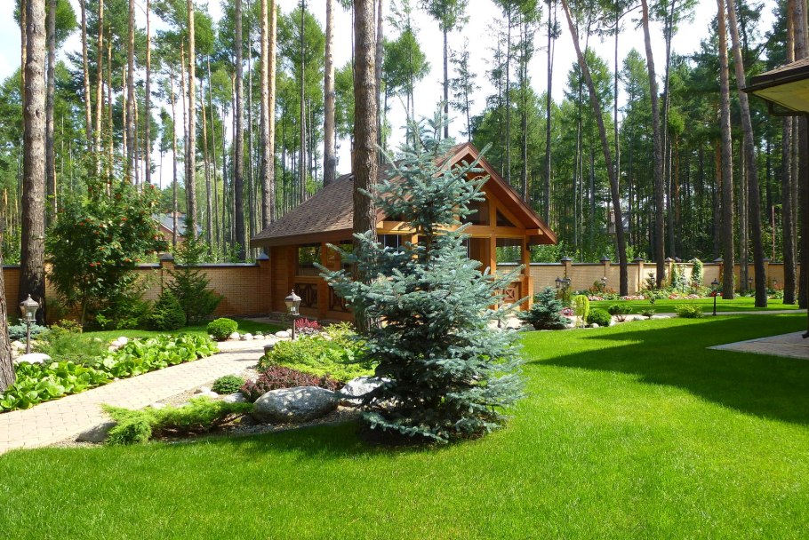 Сосна туя можжевельник