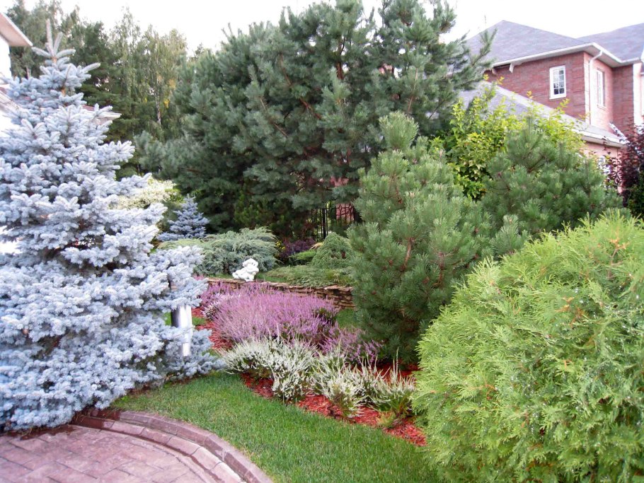 Сосна Горная крупномер