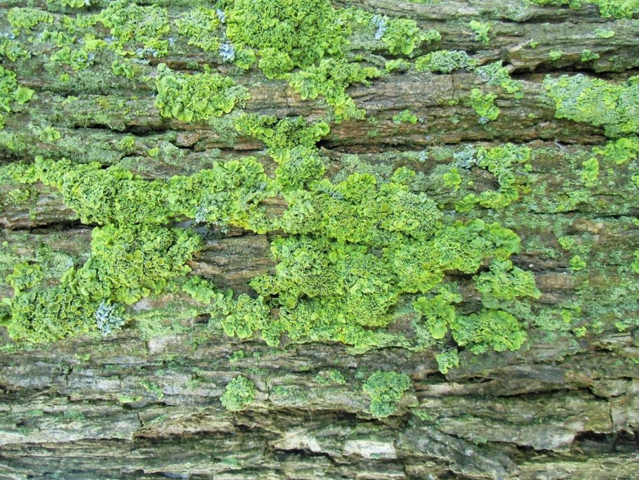 Кора замшелого дуба