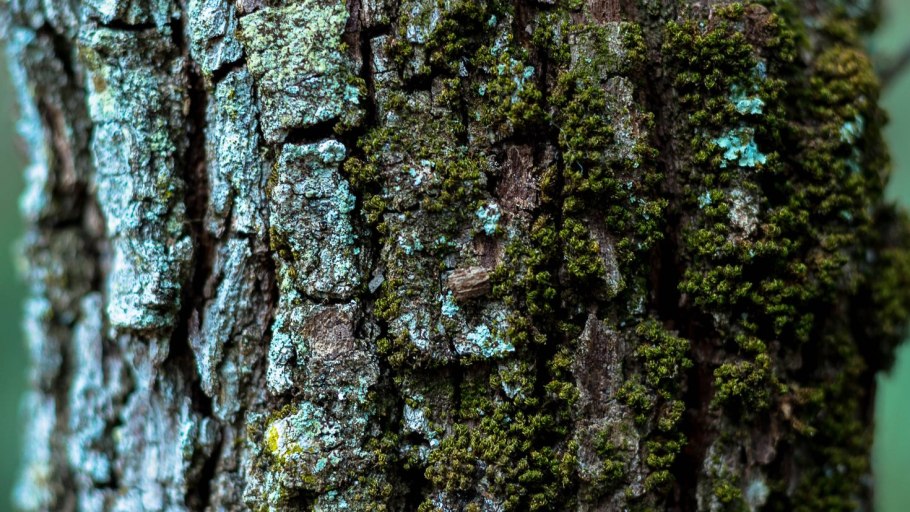 Мох на дереве текстура