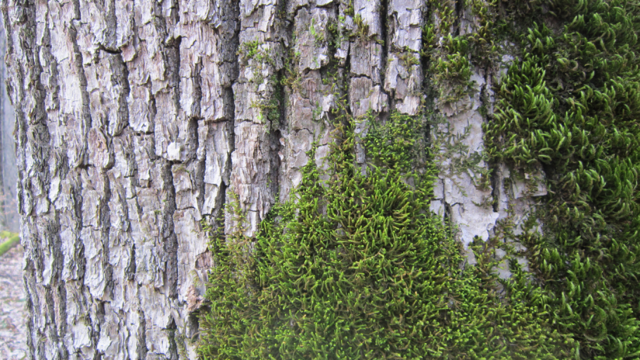 Текстура коры дерева