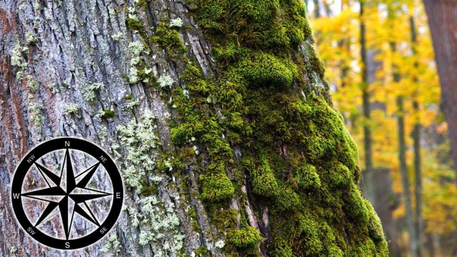 Ягель лишайник дерево