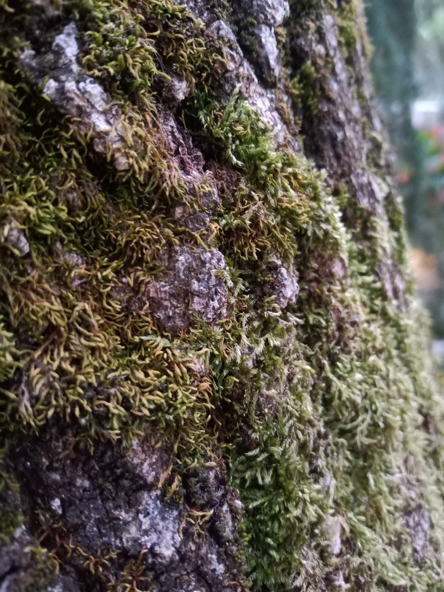 Мох на коре