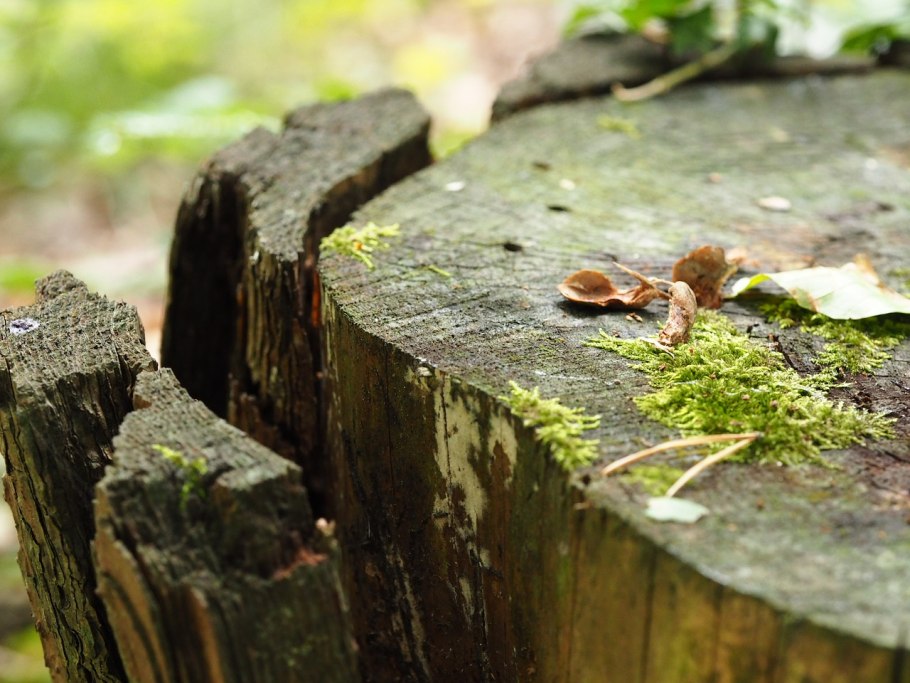 Древесный пень