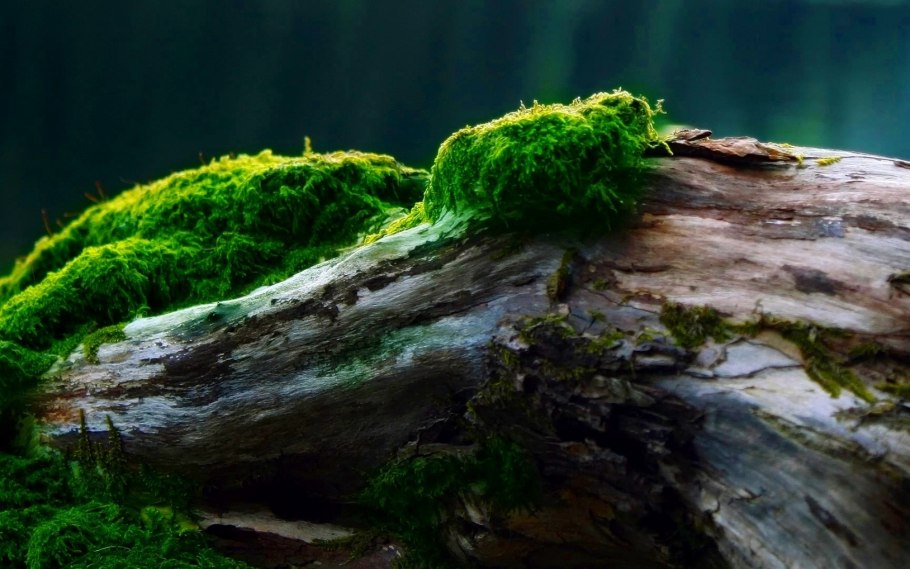 Мох жемчужный