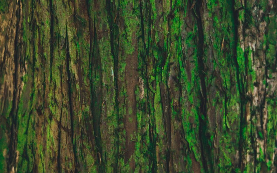 Зеленая древесина текстура