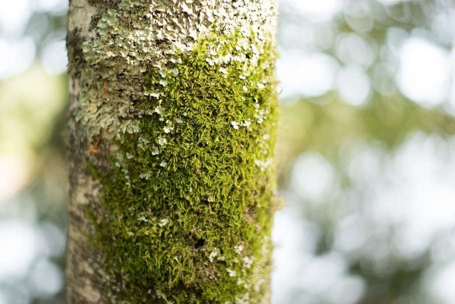Мох на дереве