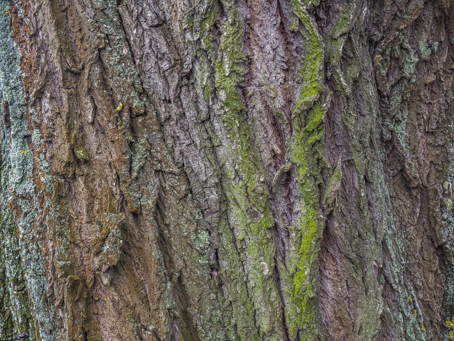 Волокнистая кора дерева