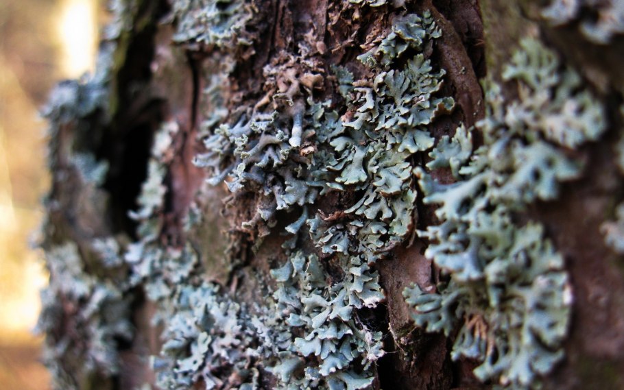 Лишайники Эпифиты