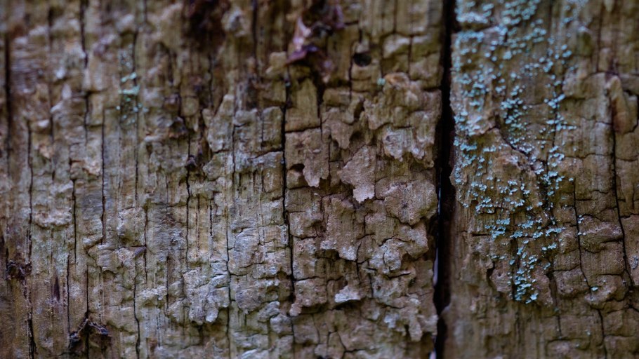 Дерево макро