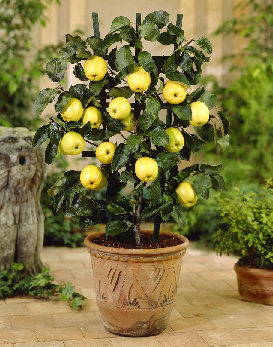 Dwarf Fruit Trees