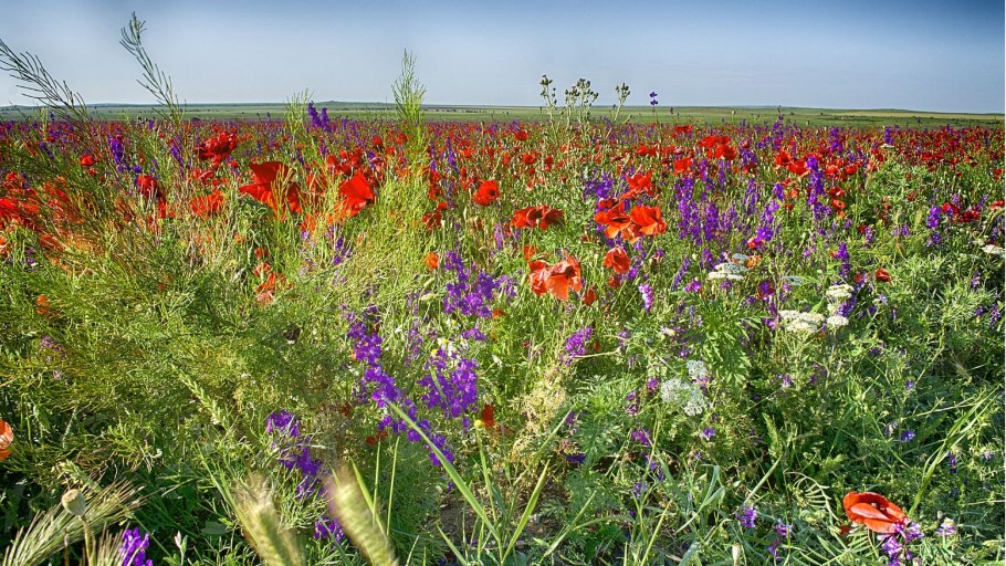 Луговые растения Крыма