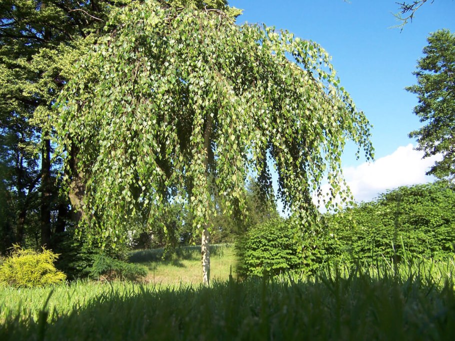Betula pendula Dalecarlica берёза повислая даликарлийская