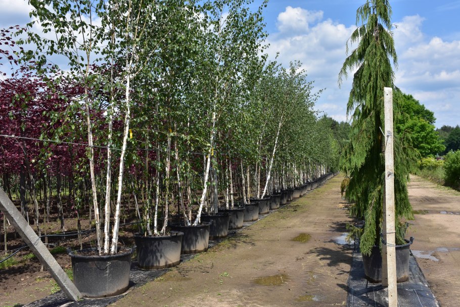 Берёза повислая далекарлийская