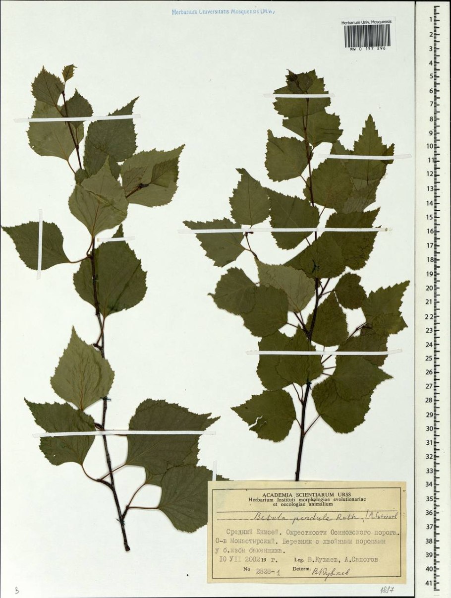 Береза столбчатая