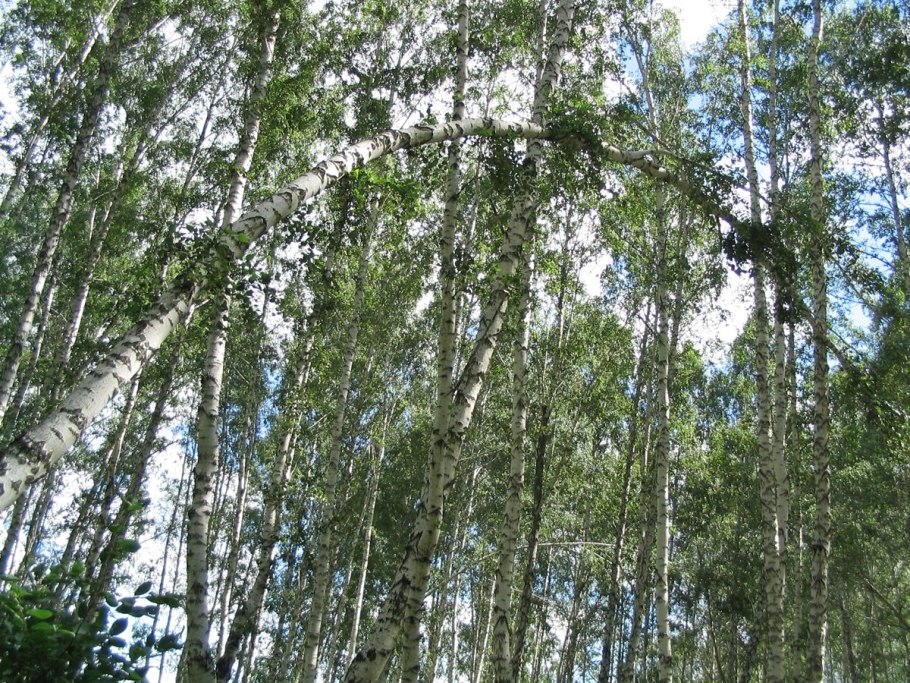 Береза Звитсер Глори