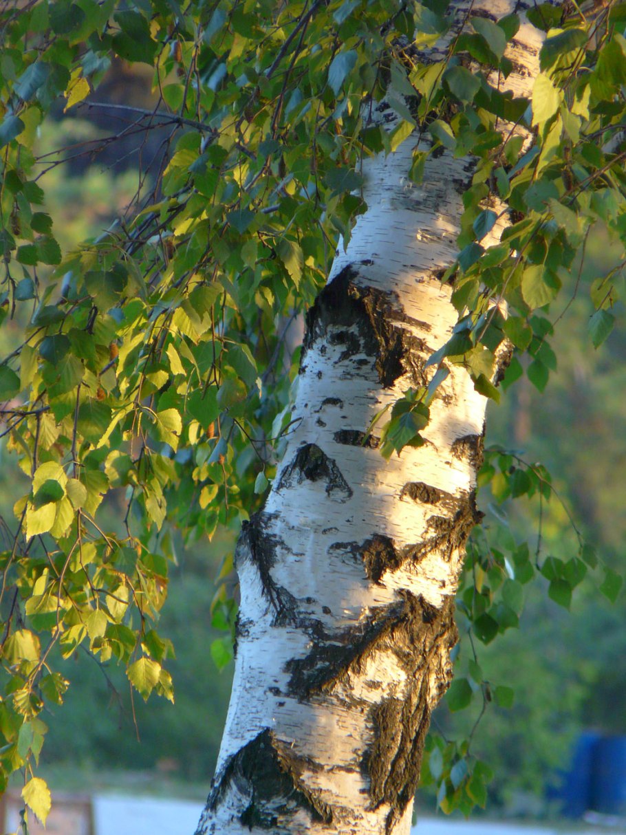 Береза Жакмона &#96;Doorenbos&#96; (Betula utilis &#96;Doorenbos&#96;)