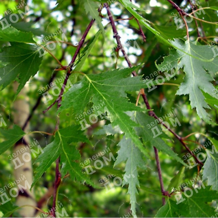 Береза бородавчатая Betula pendula