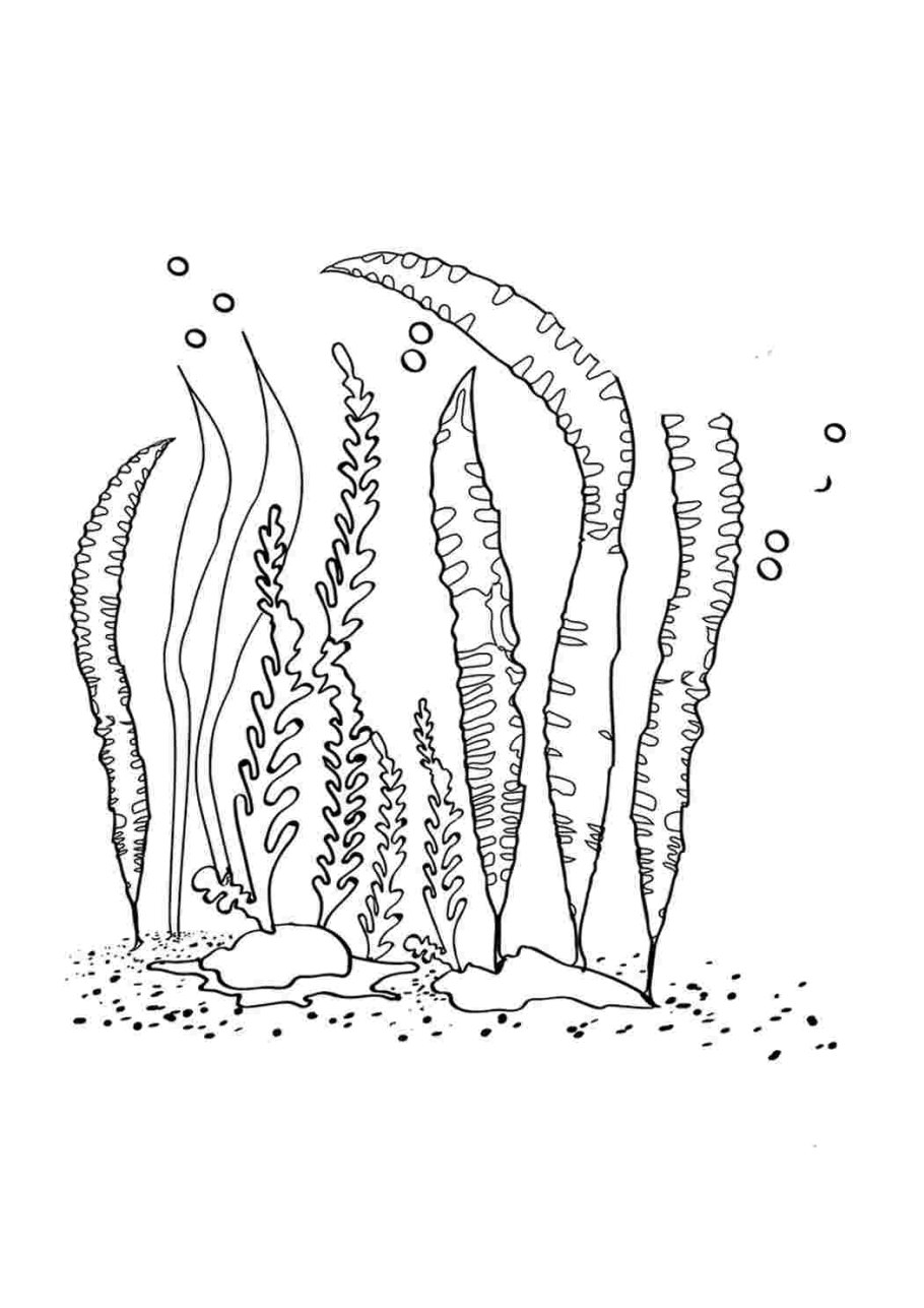 Раскраска морские водоросли