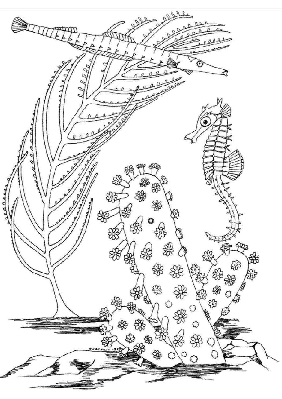 Водоросли раскраска для детей