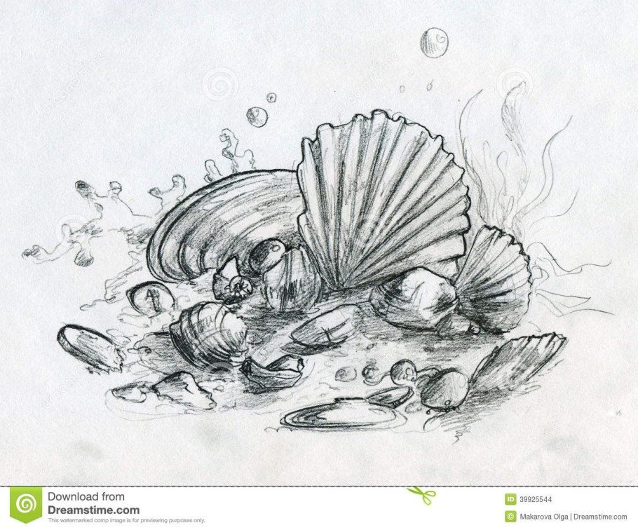 Морская Ракушка карандашом