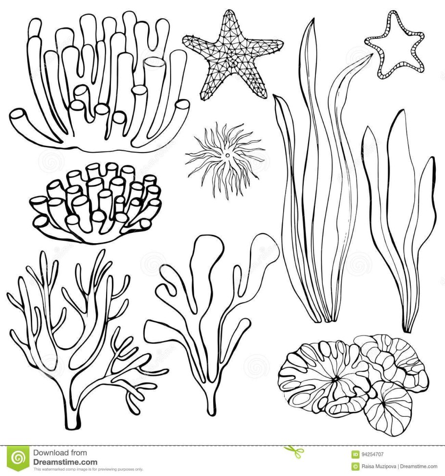 Раскраска водоросли для аквариума