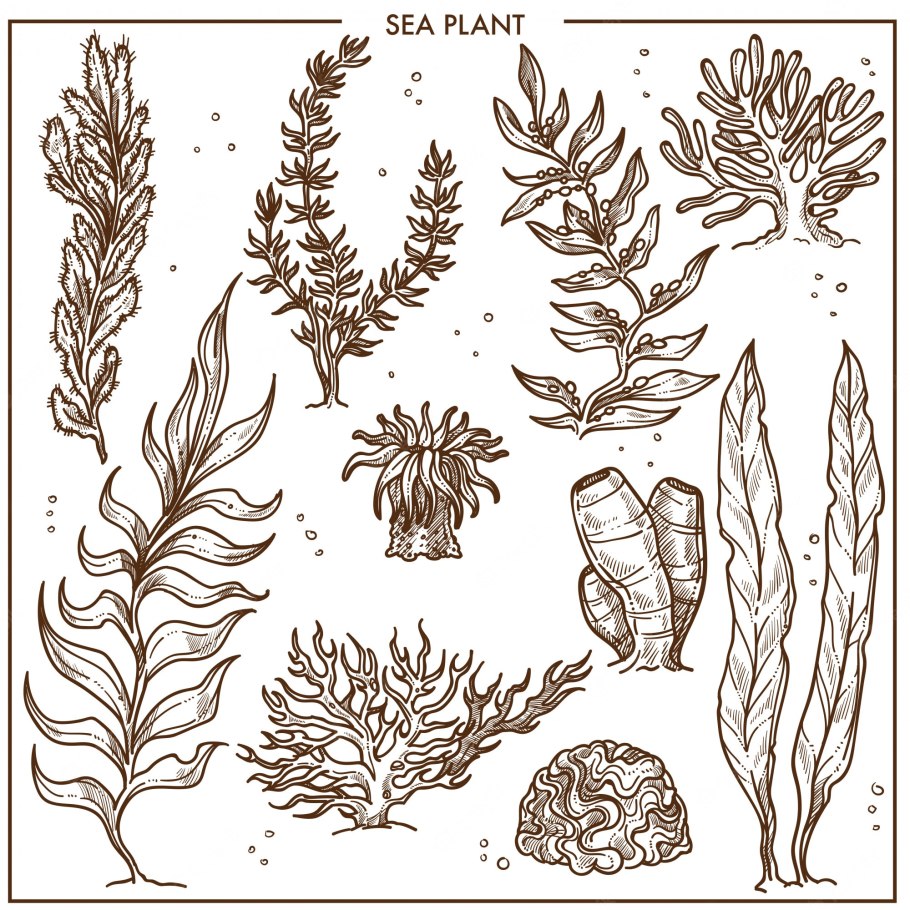 Водоросли Графика