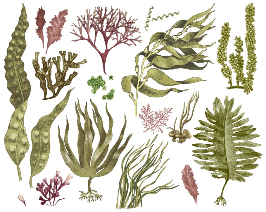 Seaweed in a queue drawings