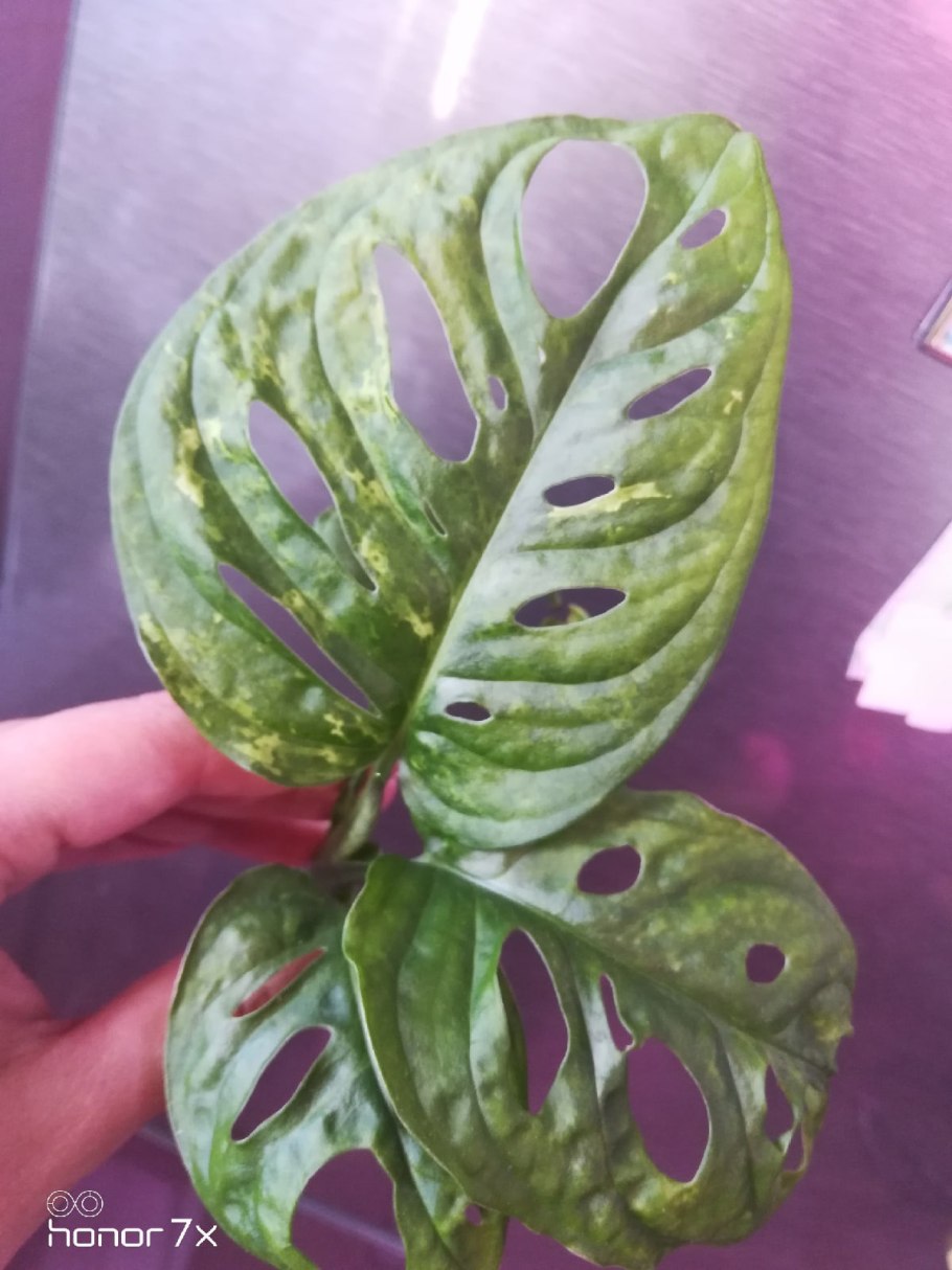 Филодендрон Гигантеум вариегатный