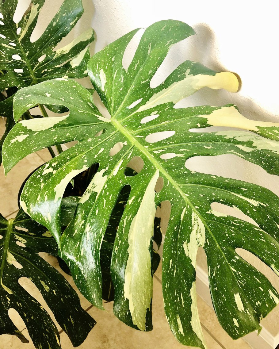 Monstera standleyana