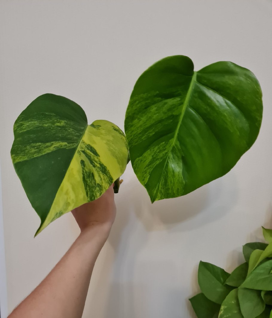 Монстера Еллоу Сплеш Вариегата
