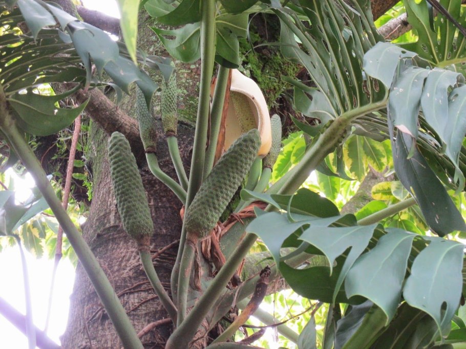 Monstera borsigiana
