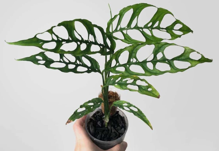 Монстера Борситжиана