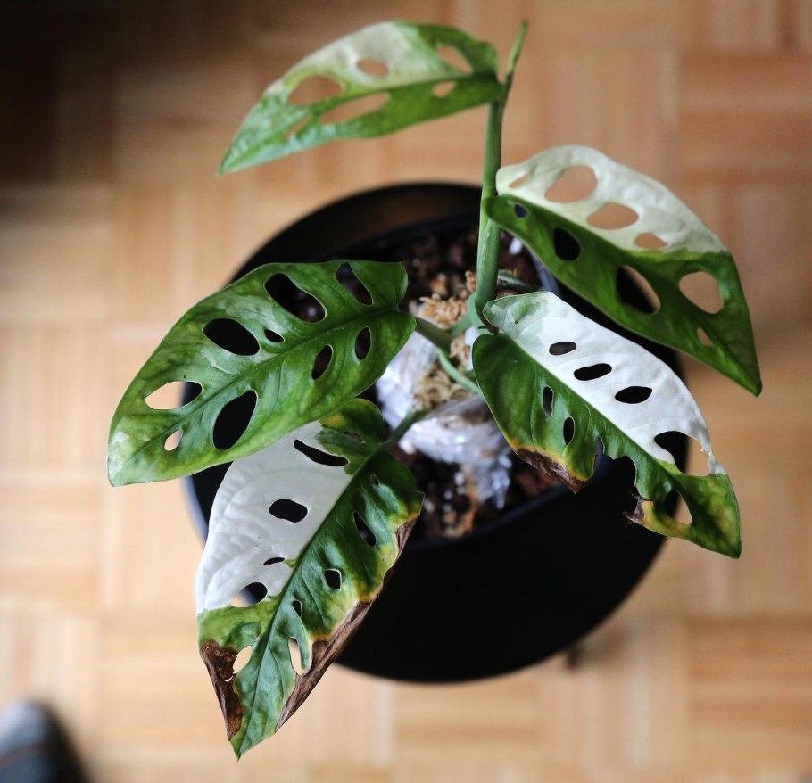 Монстера Адансона Monstera adansonii