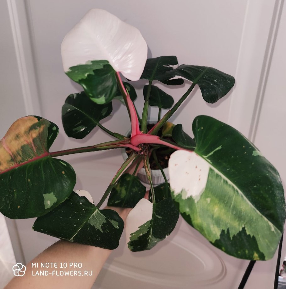 Замиокулькас Замифолия вариегатный