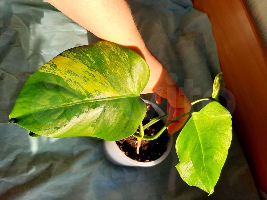 Желтая монстера потеряла вариегатность