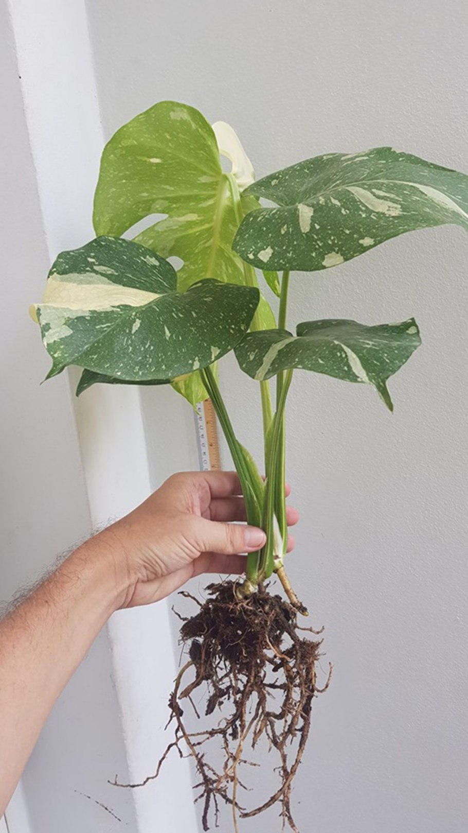 Монстера Адансона