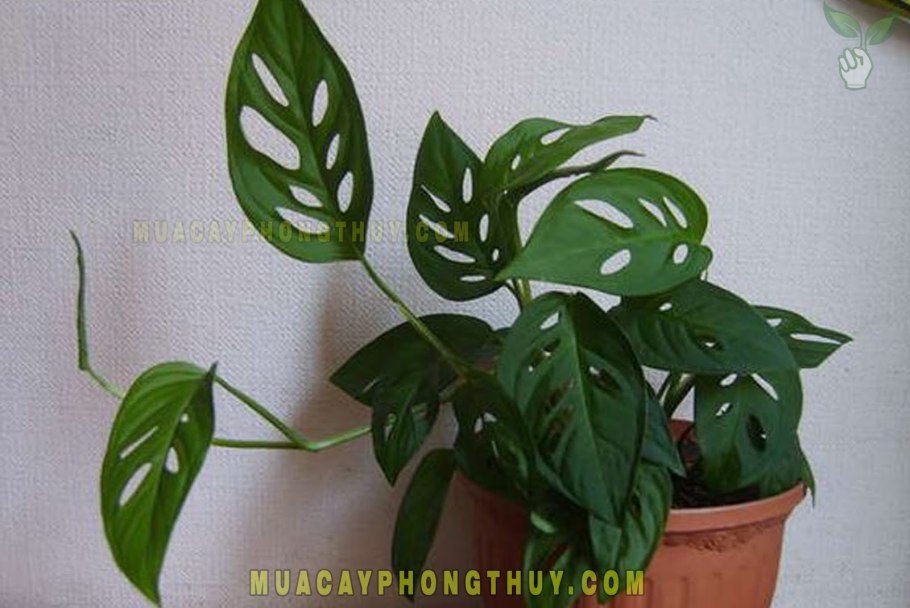 Монстера deliciosa Constellation