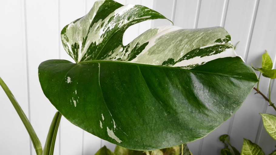 Монстера вариегатная альба